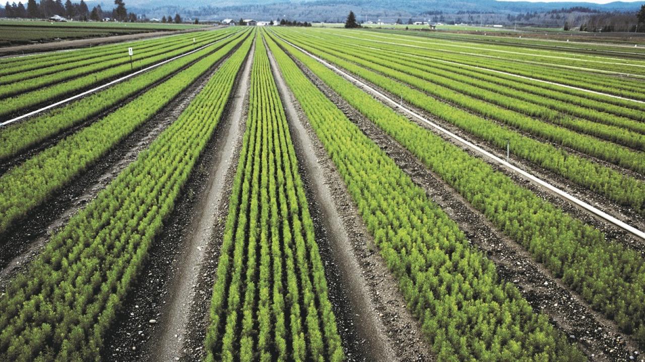 Ag Field
