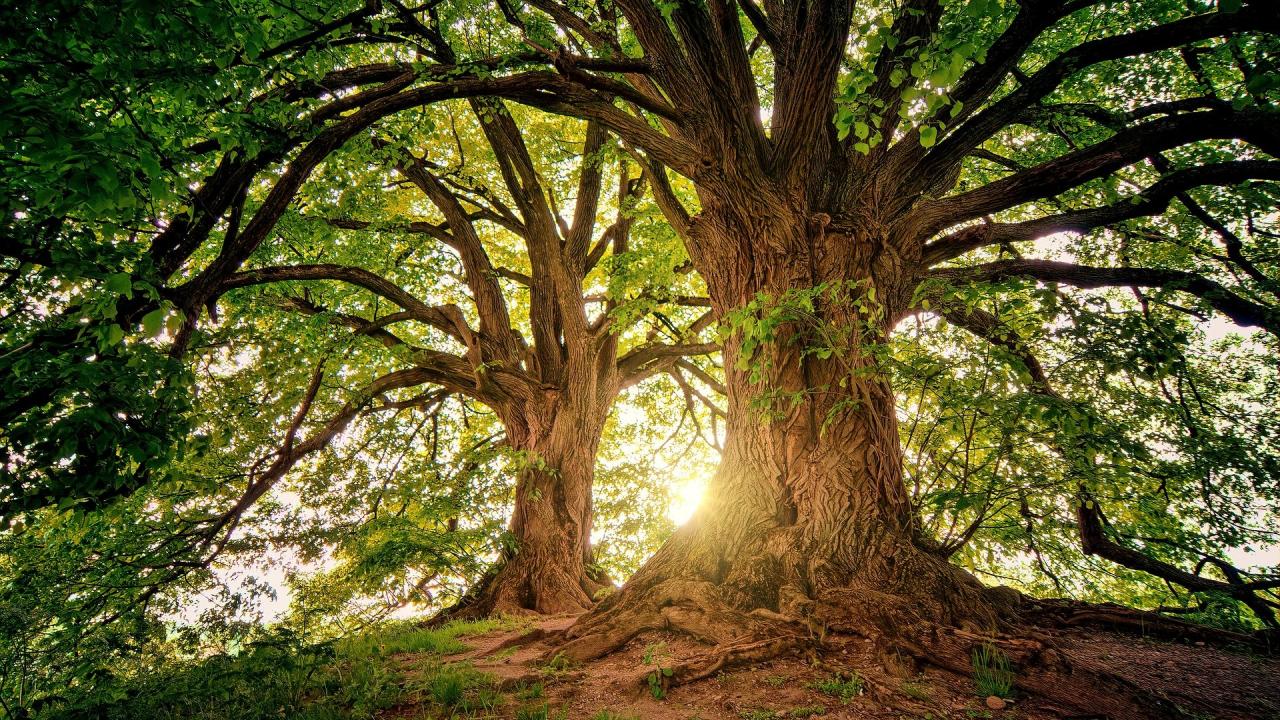 tree