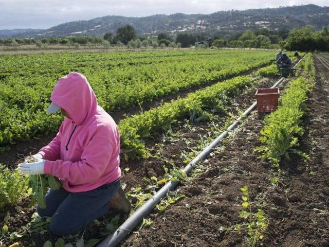 Farm Worker